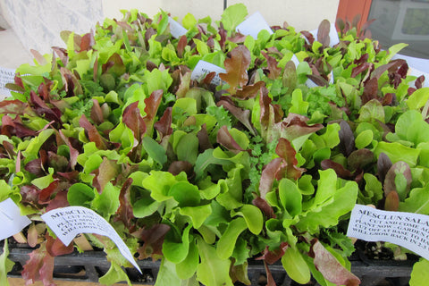 Grow your Own!