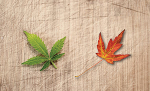 Confused about CBD: What's legal in Canada?