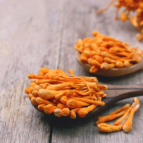 Cordyceps