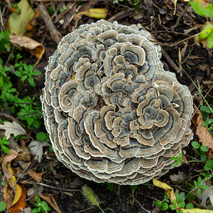 Turkey Tail