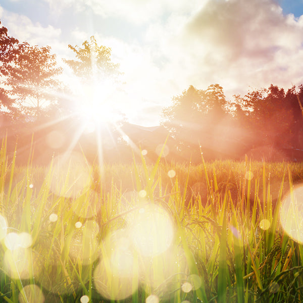 Family First Vitamin D